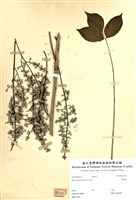 藏品(野漆樹)的圖片